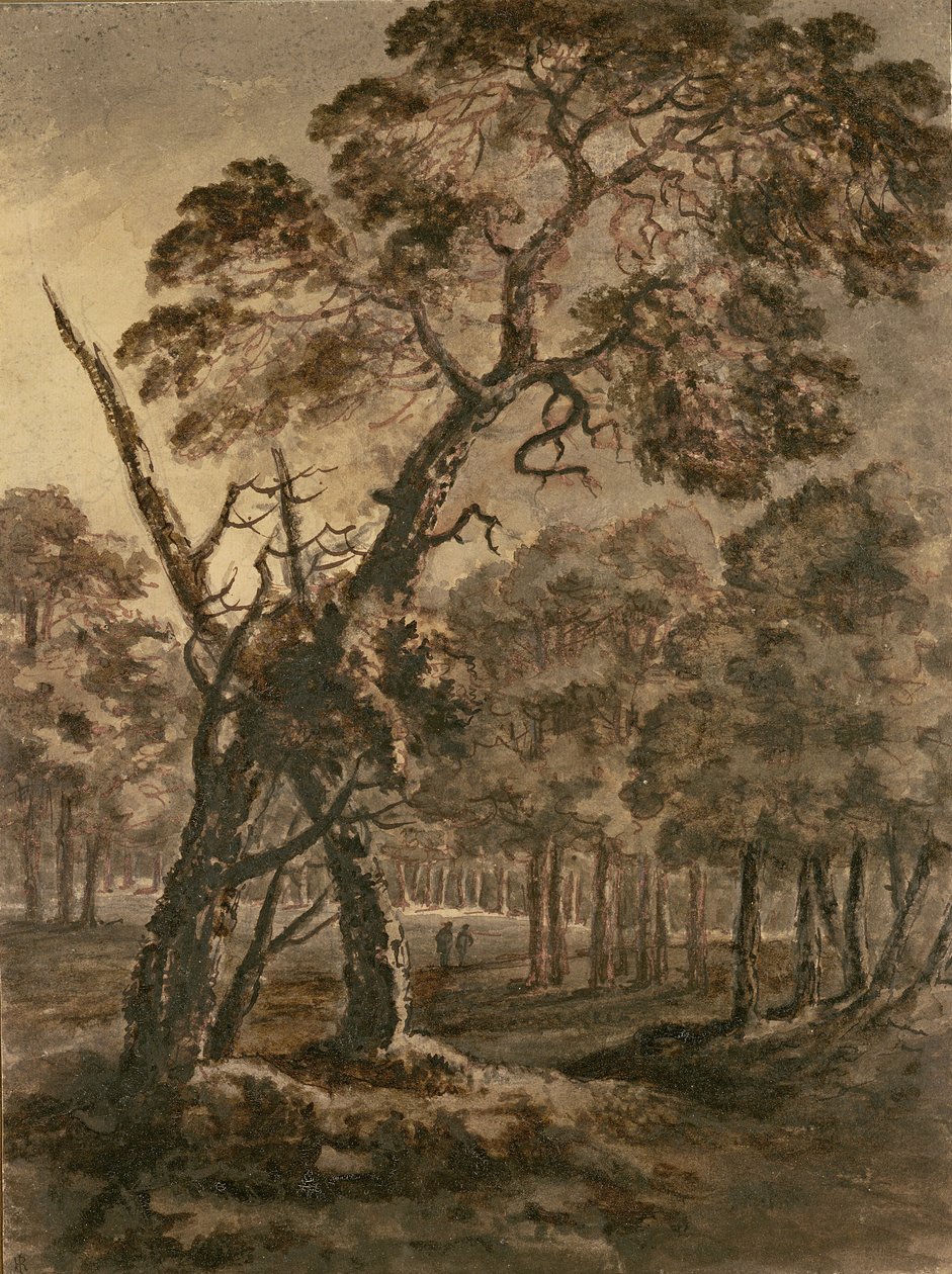 Forest Scene, A Giant Scots Fir and Forest Glade, 1771 (pen og blæk og vask på papir) af Rev. William Gilpin