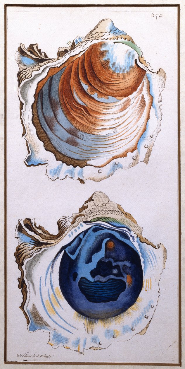 Oyster Shell, udgivet af Shaw, ca. 1790-1820 (tryk) af Richard Polydore Nodder
