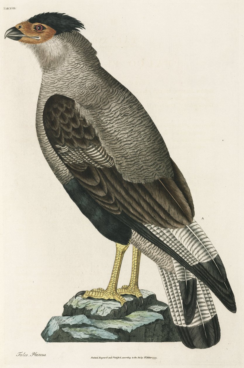 Crested Caracara af John Pardon
