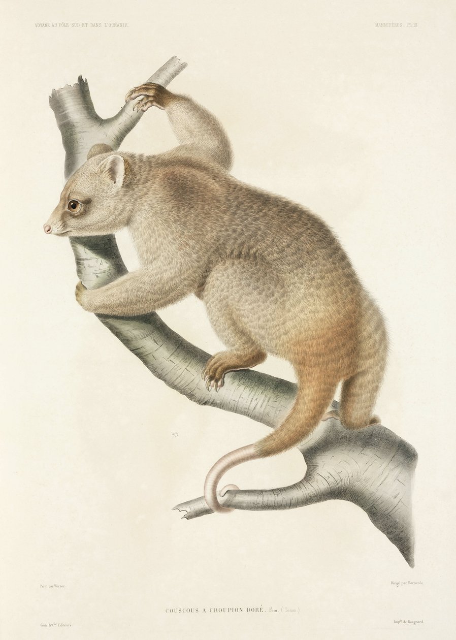 Cuscus af John Pardon