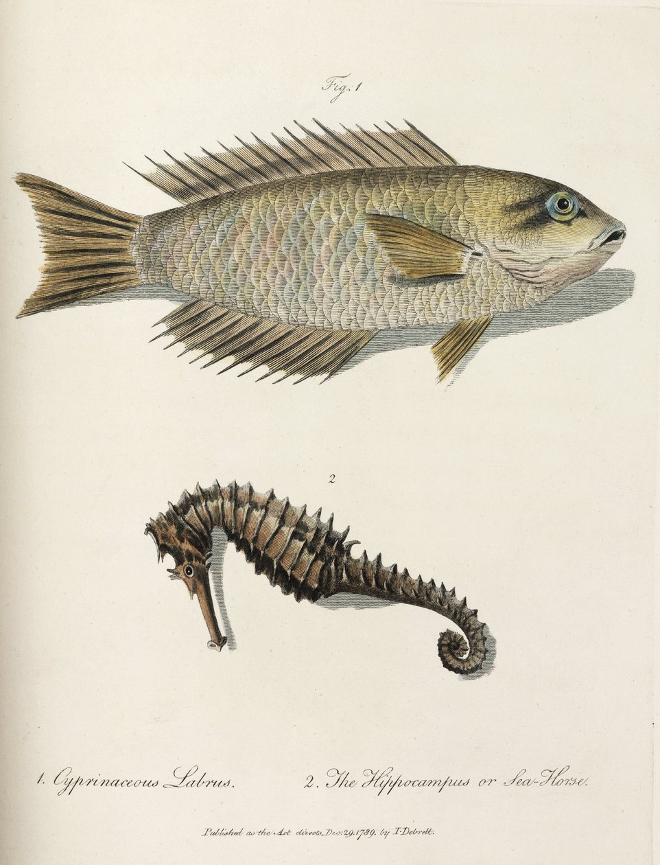 Fisk og søhest af John Pardon