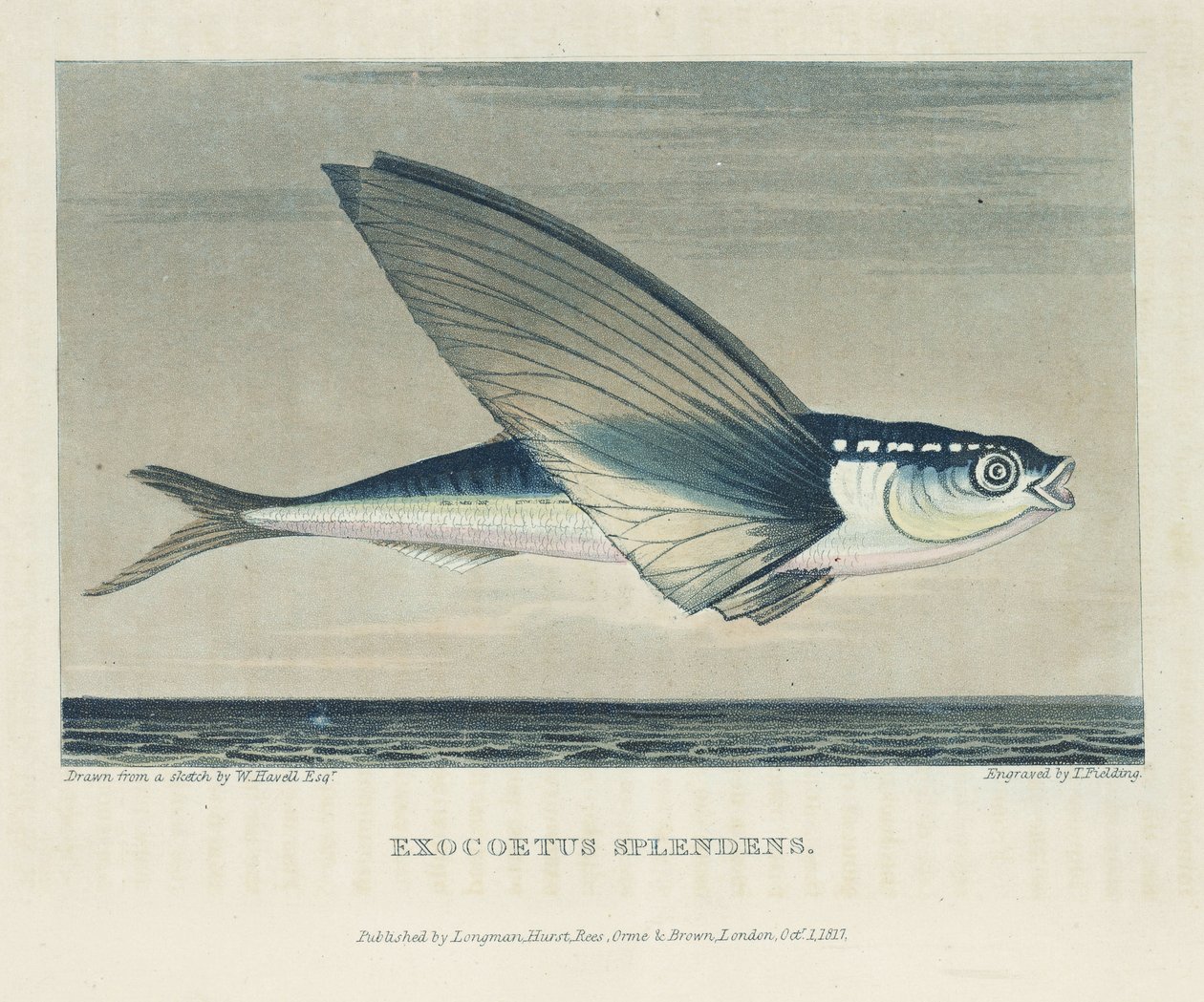 Flyvefisk af John Pardon