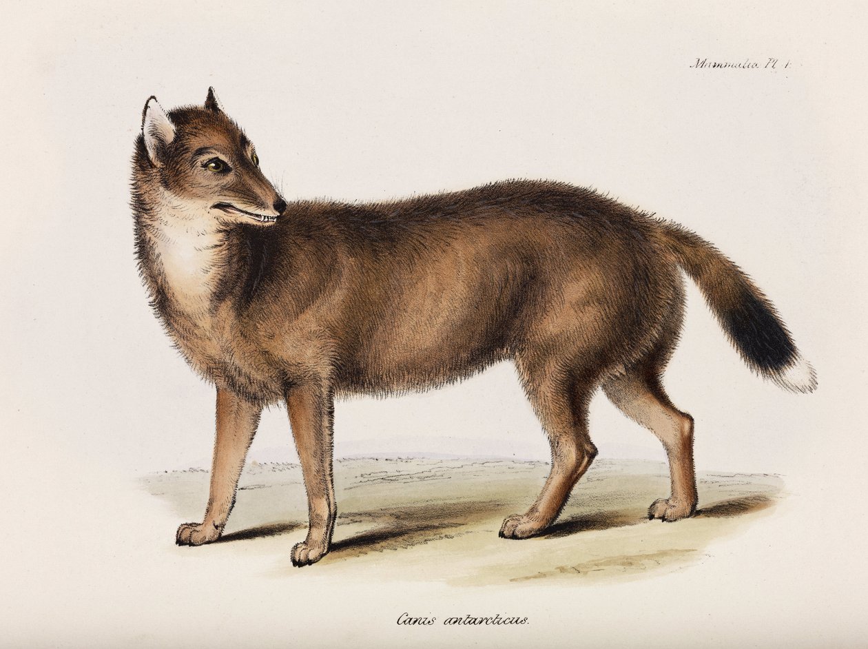 Fox, Falklandsøerne, ca. 1832-1836 af John Pardon