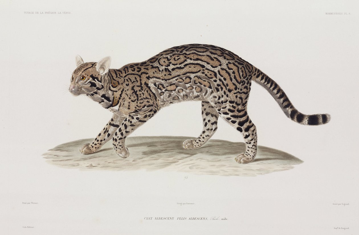 Ocelot, USA af John Pardon