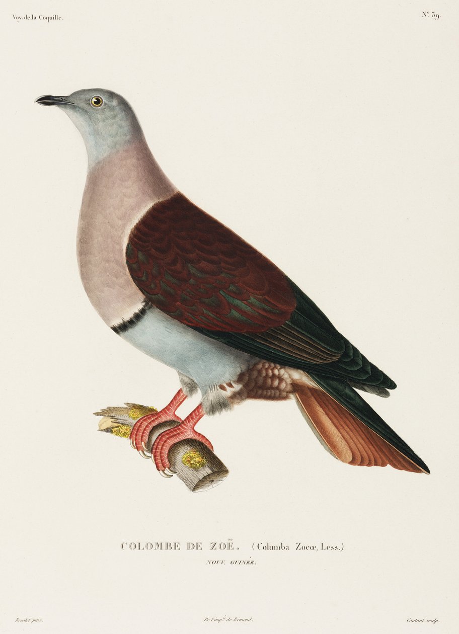 Zoes due, New Guinea af John Pardon