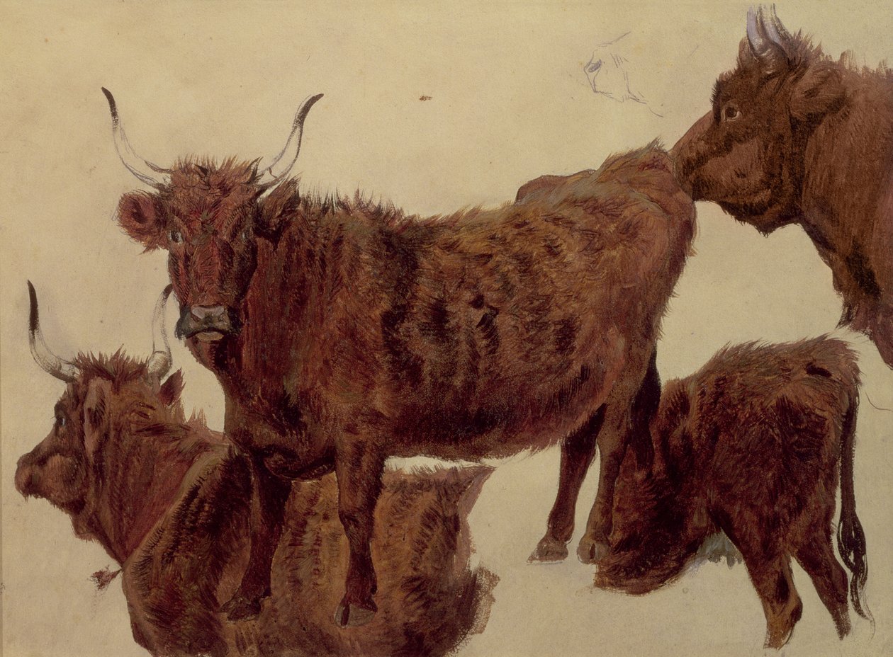 Studier af Highland Cattle (olie på papir) af Richard Ansdell