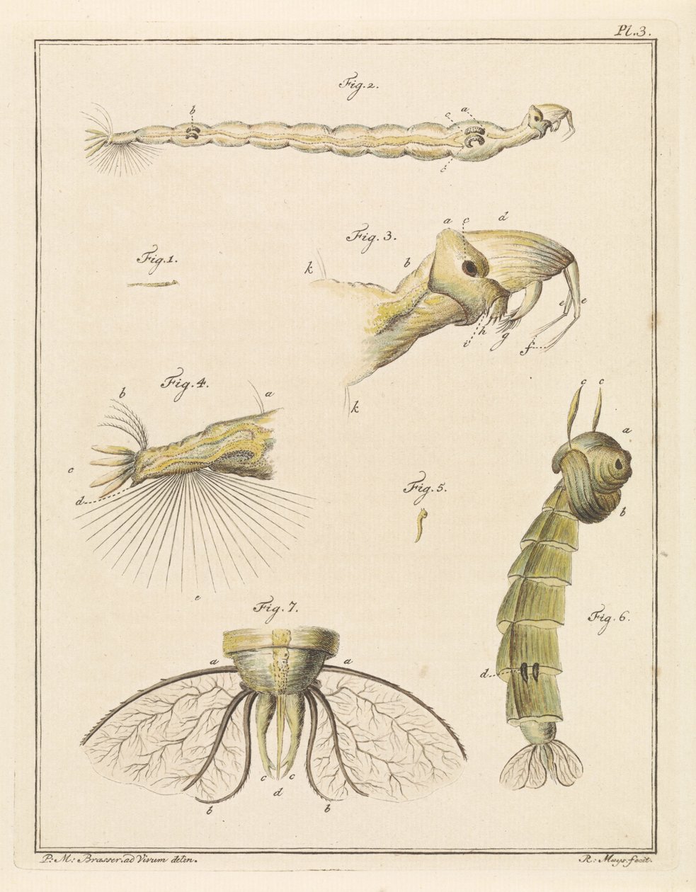 Plume bug larver af Robbert Muys