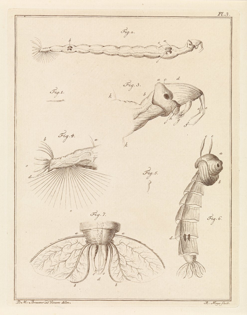 Plume bug larver af Robbert Muys