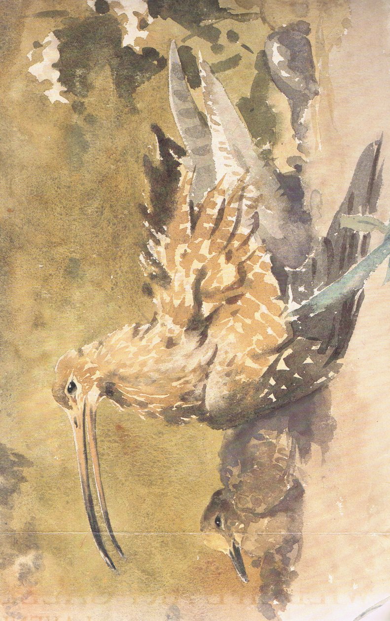 Curlew og ung af Robert George Talbot Kelly