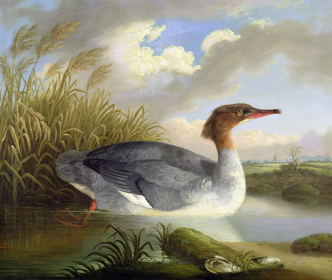 En Dun Diver (Goosander) af Robert Wilkinson Padley
