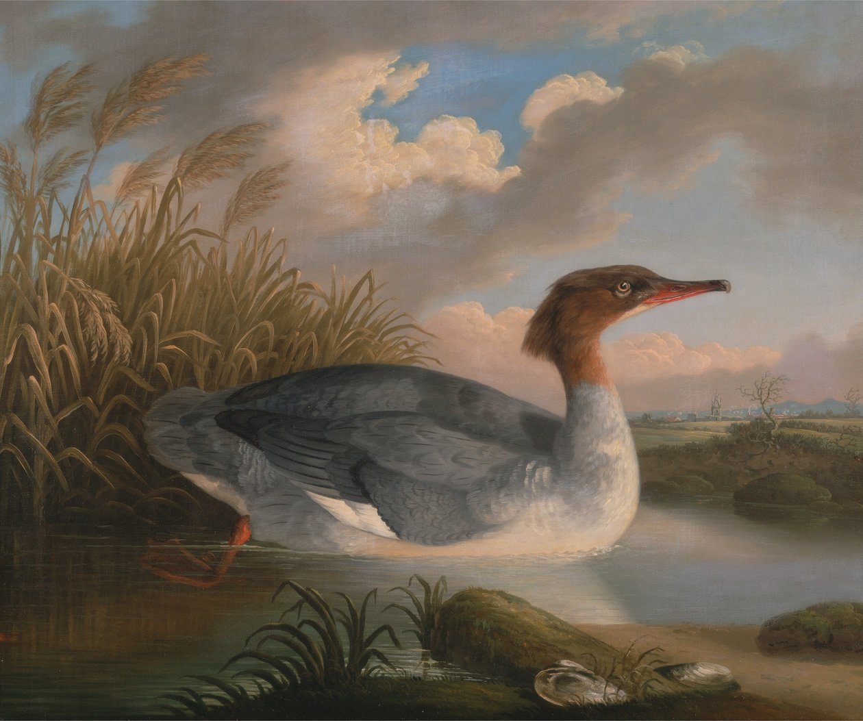En Dun Diver (Goosander) af Robert Wilkinson Padley