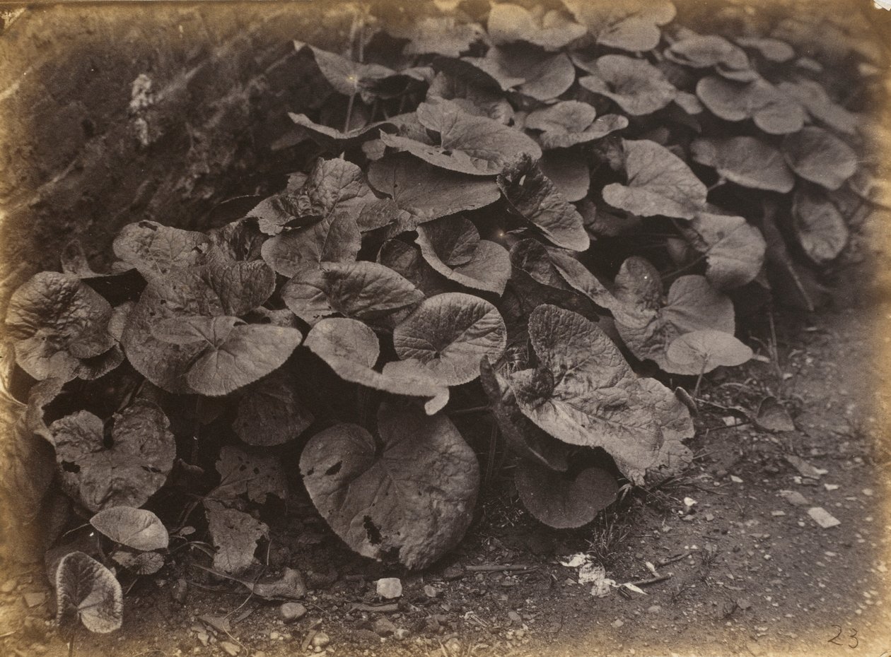 Planteundersøgelse, 1860