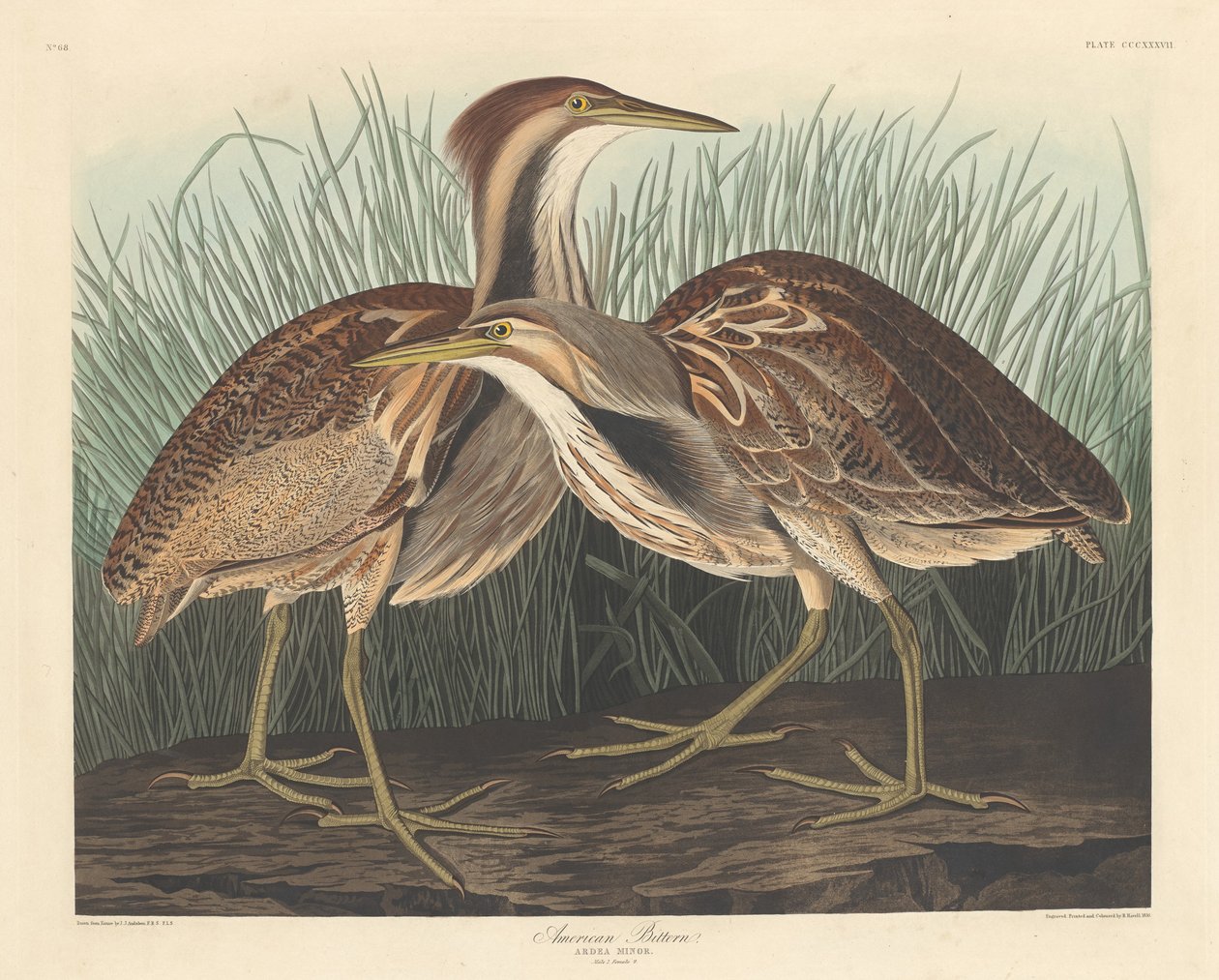 American Bittern, 1836. af Robert Havell