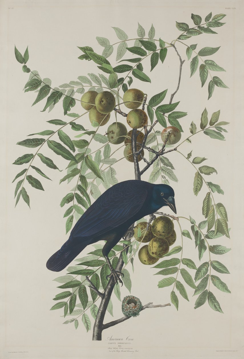 American Crow, 1833. af Robert Havell
