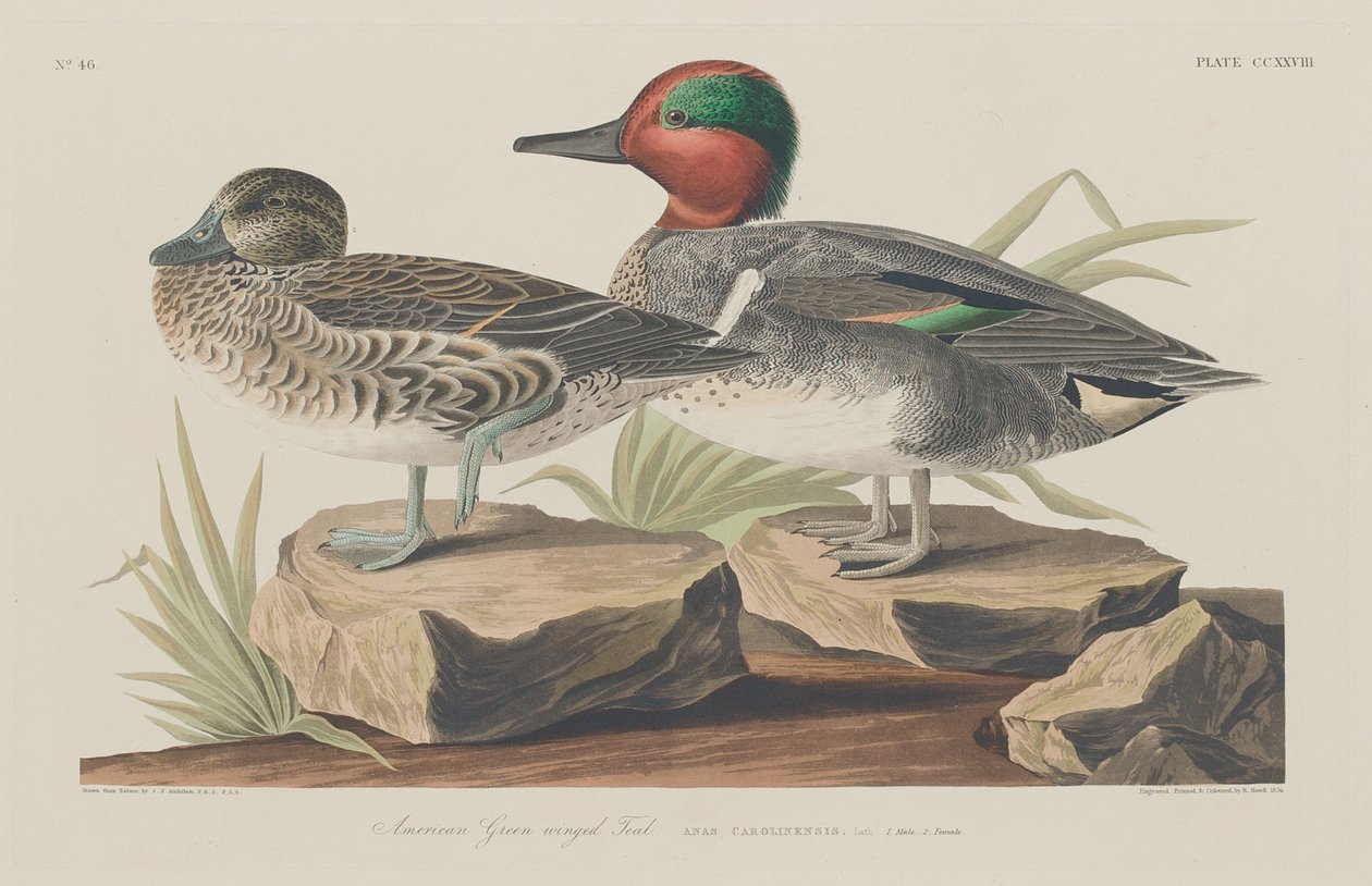 Amerikansk grønvinget krikand, 1834. af Robert Havell