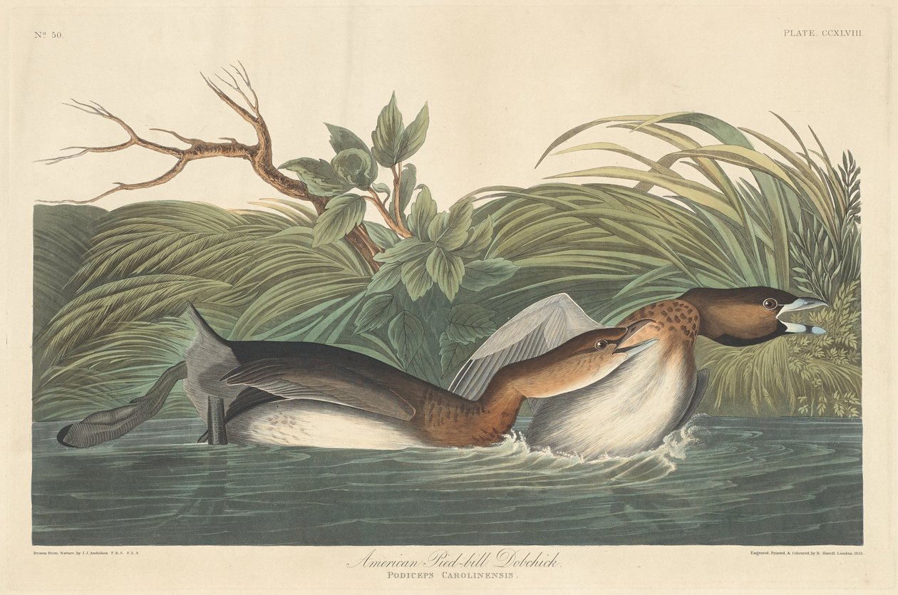 American Pied-Bill Dobchick, 1835. af Robert Havell