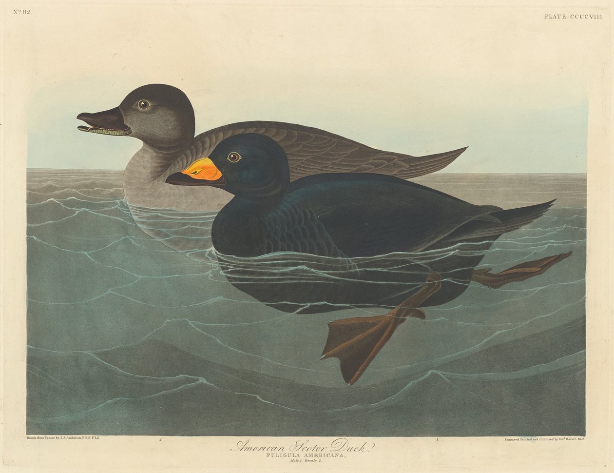 Amerikansk Scoter Duck, 1838. af Robert Havell