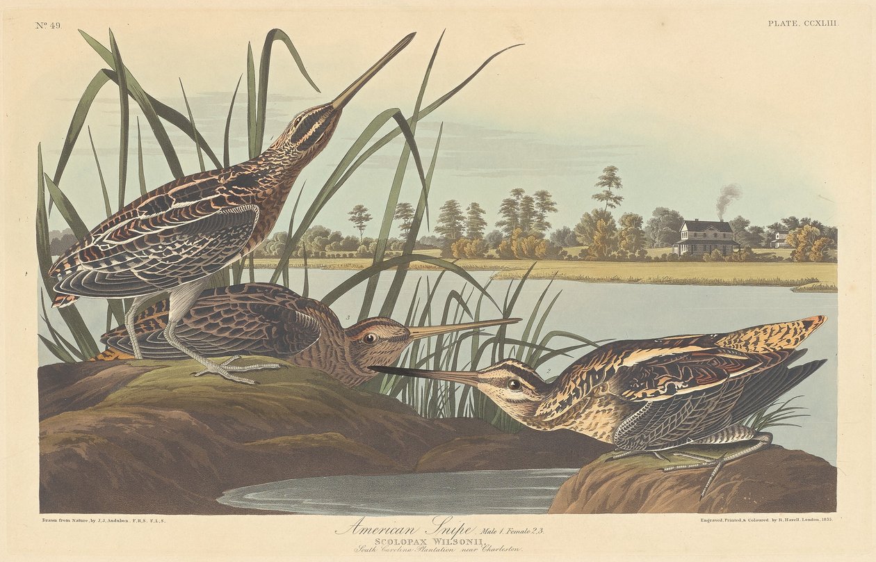 Amerikansk Snipe, 1835. af Robert Havell