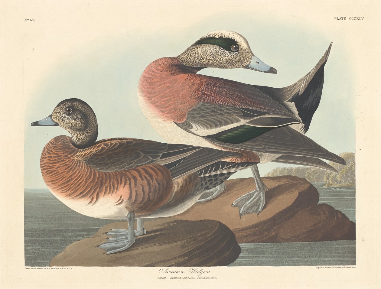 American Widgeon, 1836. af Robert Havell