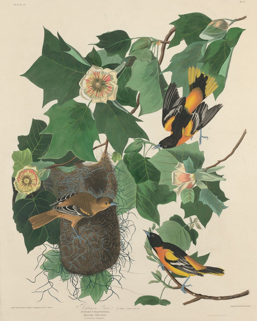 Baltimore Oriole, 1827. af Robert Havell