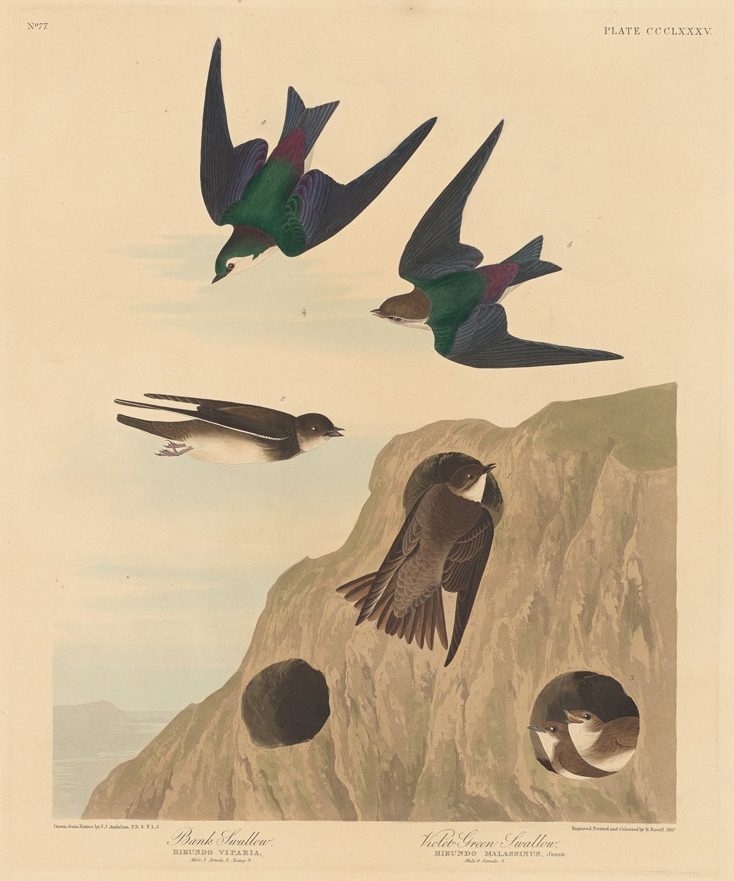 Banksvale og violetgrøn svale, 1837. af Robert Havell