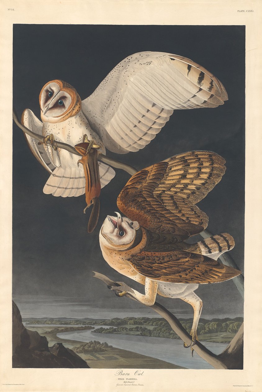 Kirkeugle, 1833. af Robert Havell