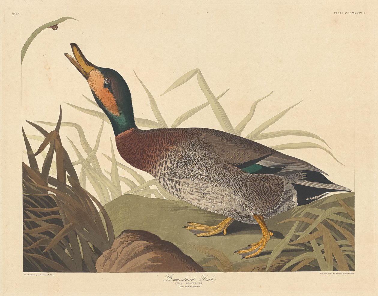 Bemaculated Duck, 1836. af Robert Havell