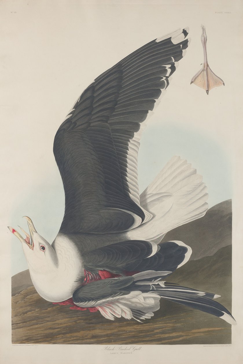Sortrygmåge, 1835. af Robert Havell