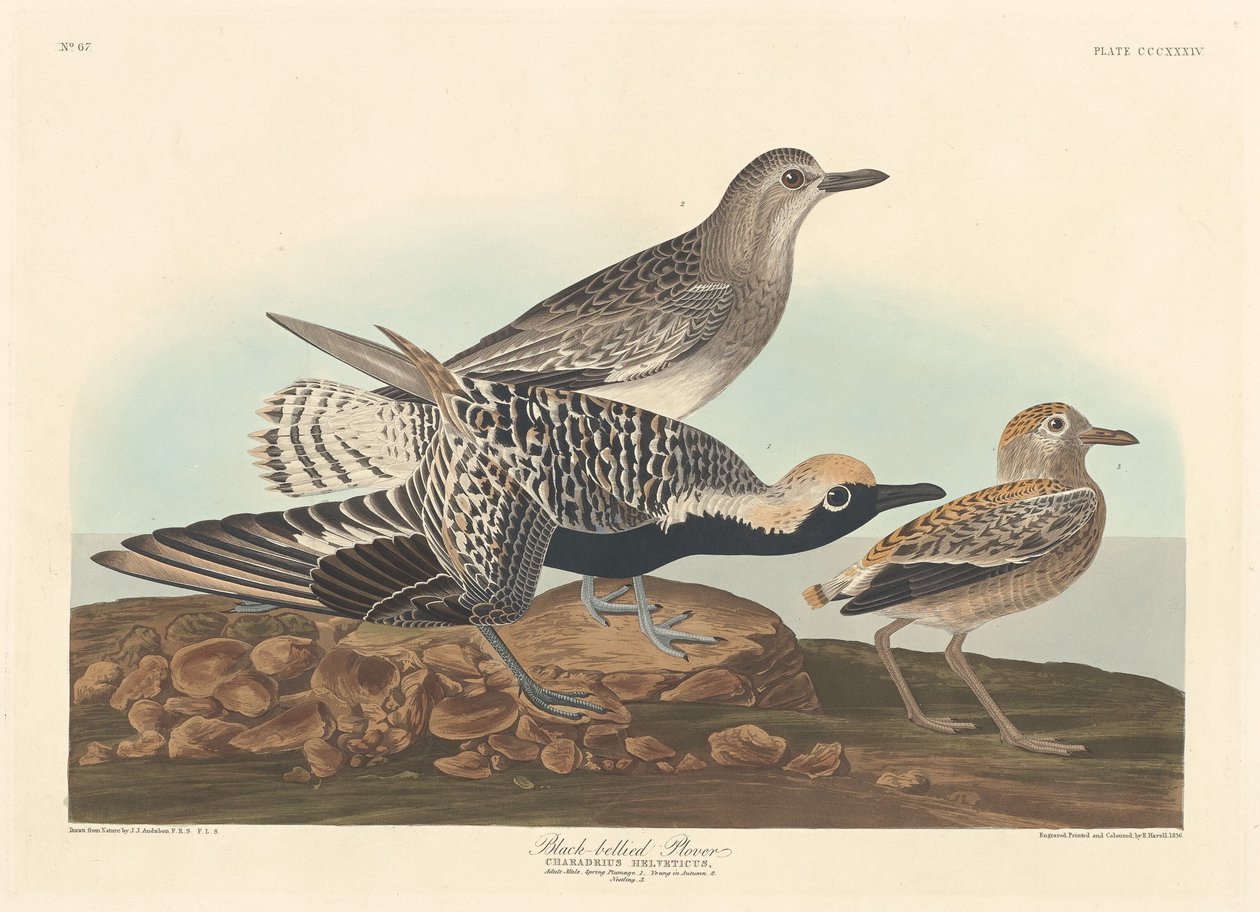 Sortbuget Plover, 1836. af Robert Havell