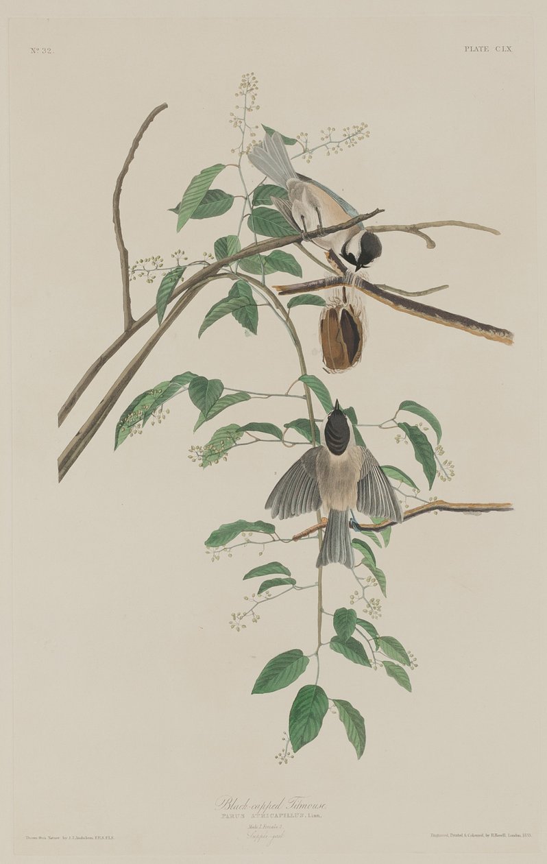 Sorthættet mejse, 1833. af Robert Havell