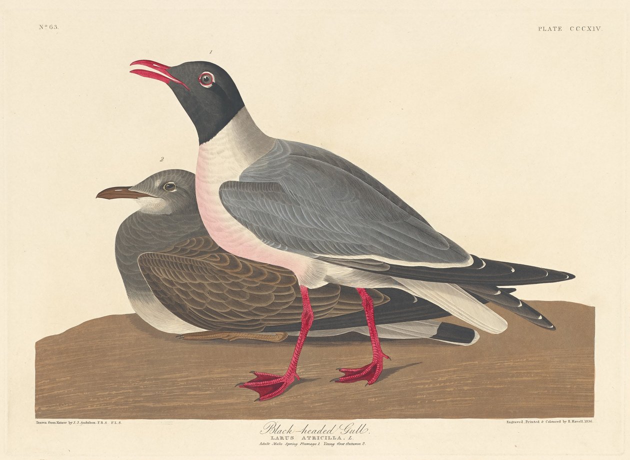 Sorthovedet måge, 1836. af Robert Havell