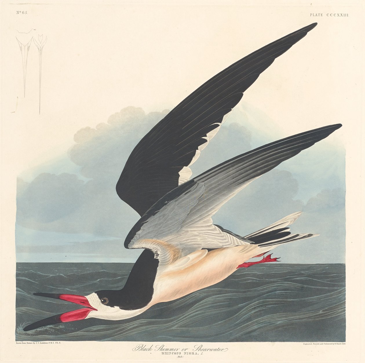 Sort skimmer, 1836. af Robert Havell