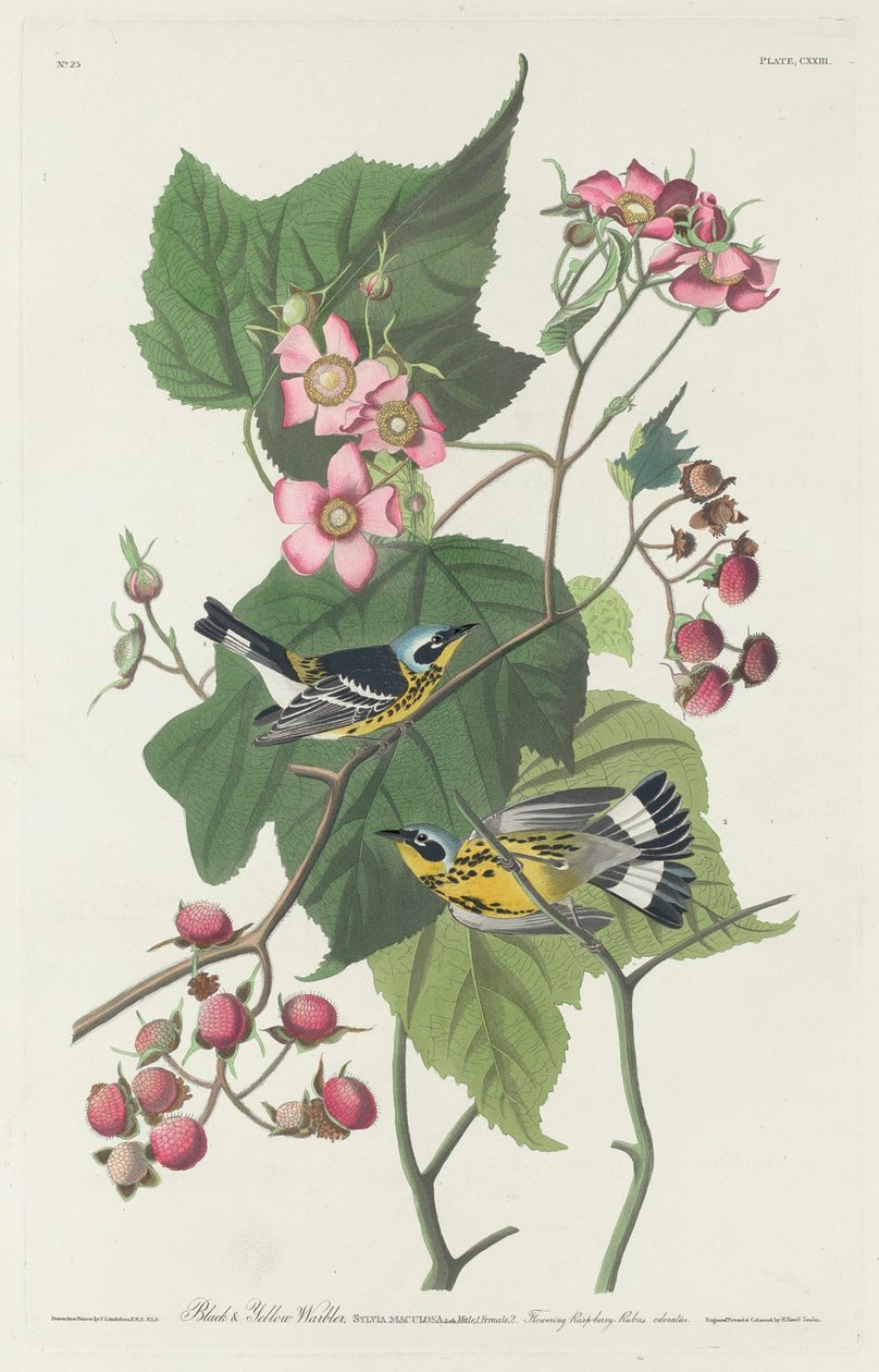 Sort og gul sangsanger, 1831. af Robert Havell
