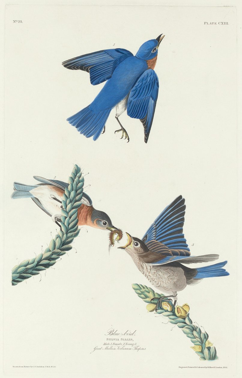 Blå fugl, 1831. af Robert Havell
