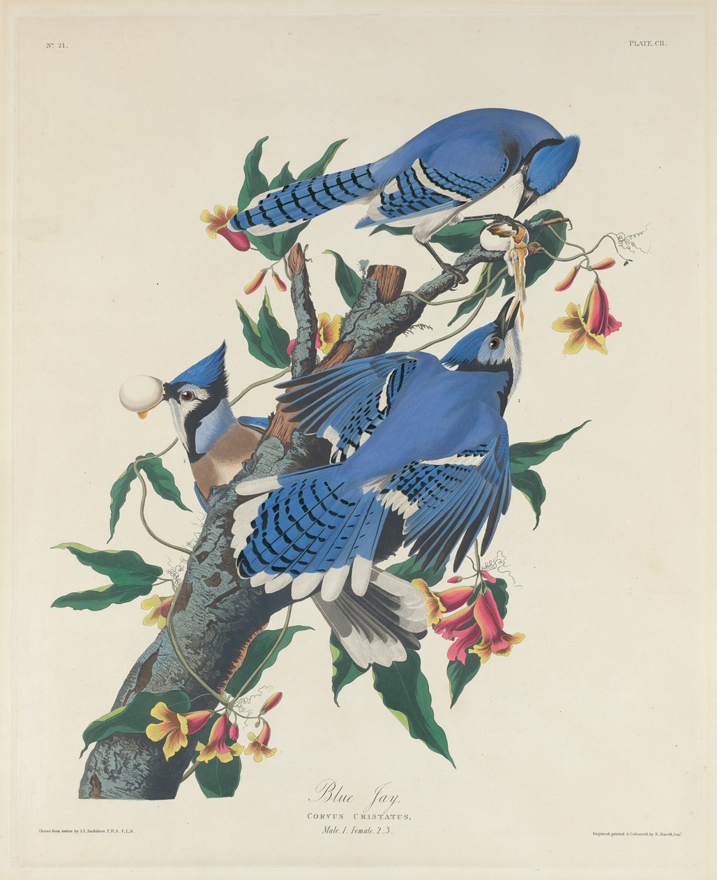 Blue Jay, 1831. af Robert Havell