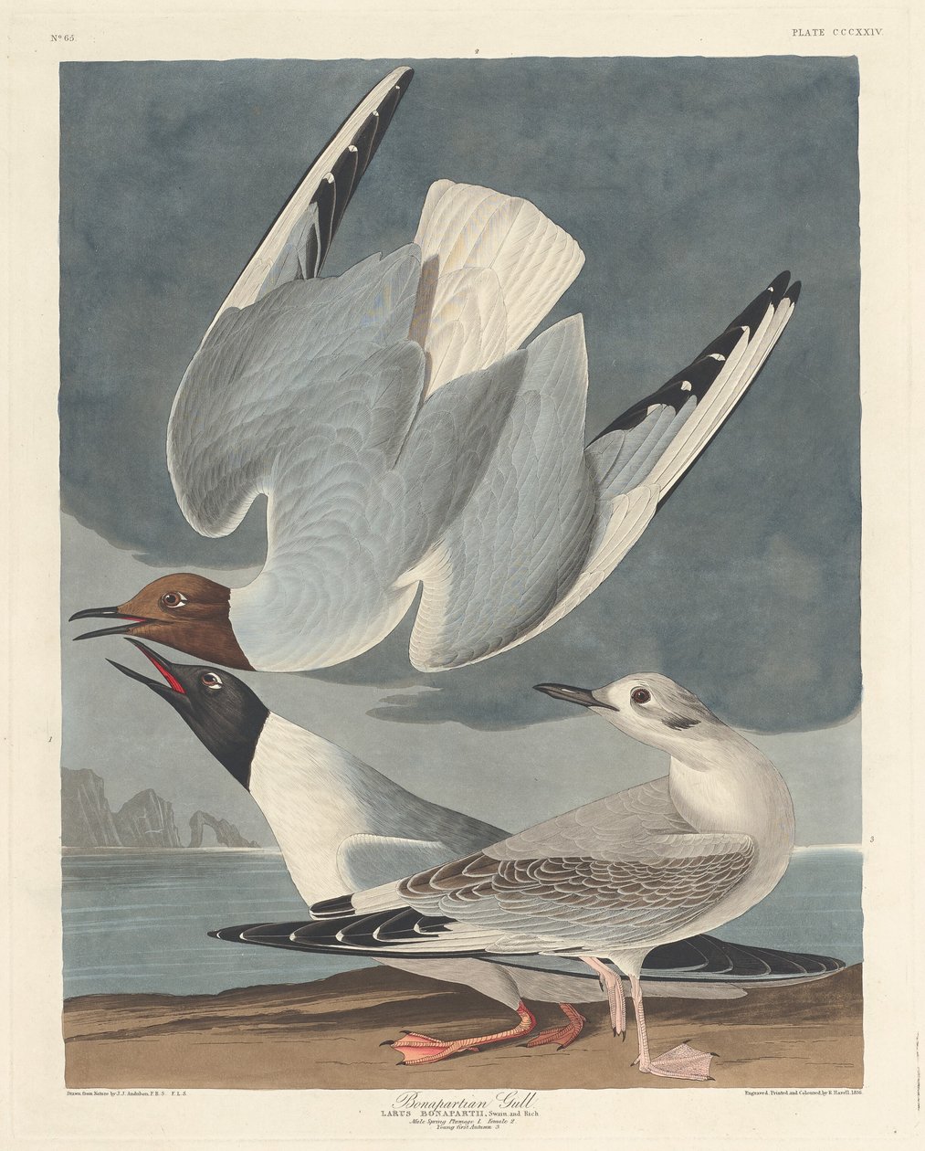 Bonapartisk måge, 1836. af Robert Havell