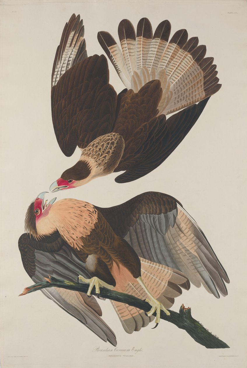 Brasiliansk Caracara Eagle, 1833. af Robert Havell