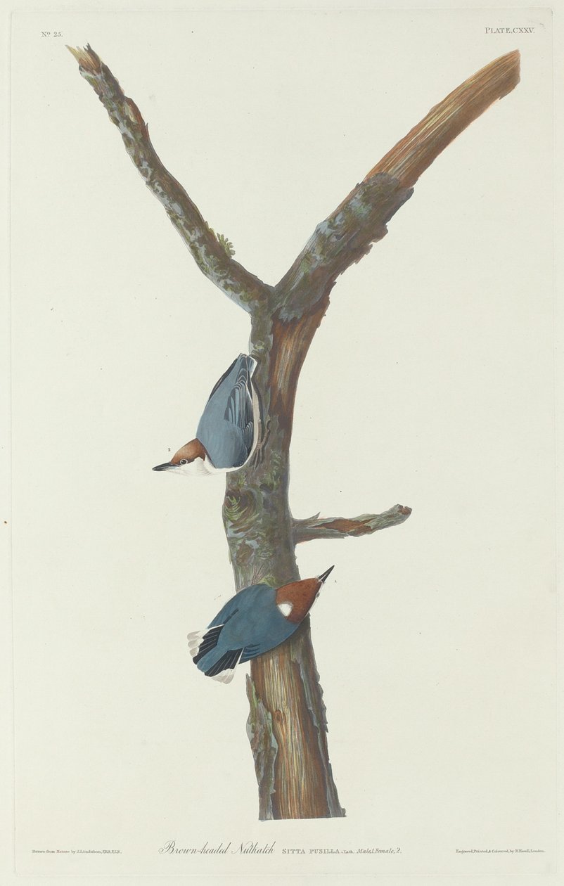 Brunhovedet Nødække, 1831. af Robert Havell