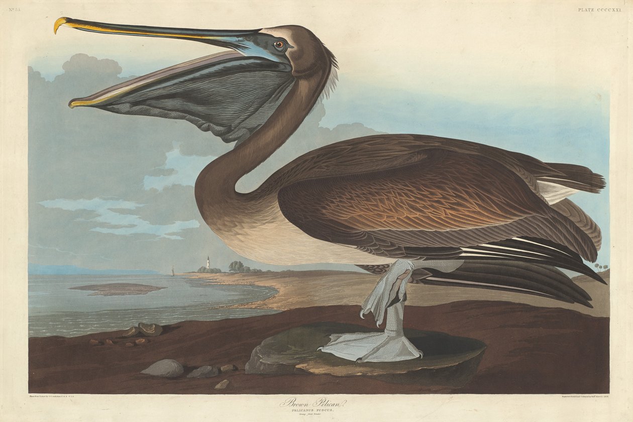 Brun Pelikan, 1838. af Robert Havell