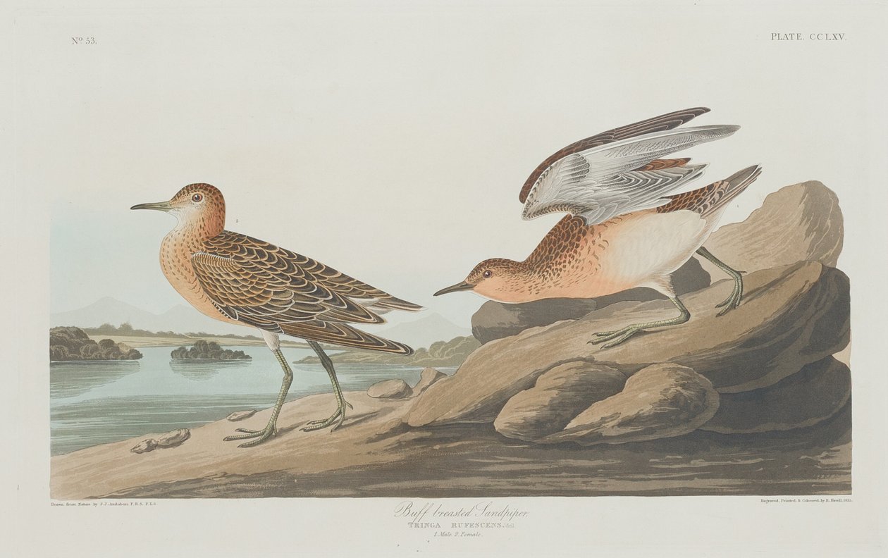 Buff-breasted Sandpiper, 1835. af Robert Havell