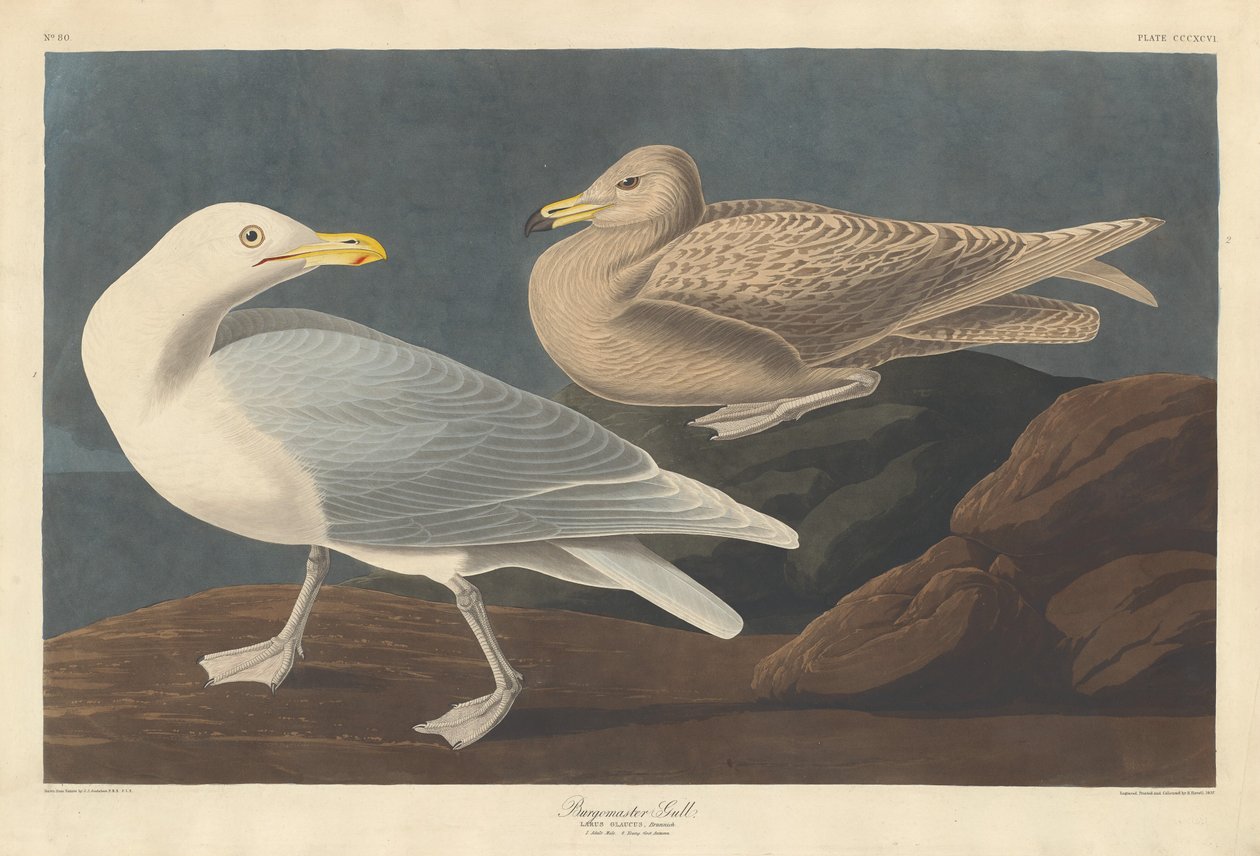 Borgmester Gull, 1837. af Robert Havell