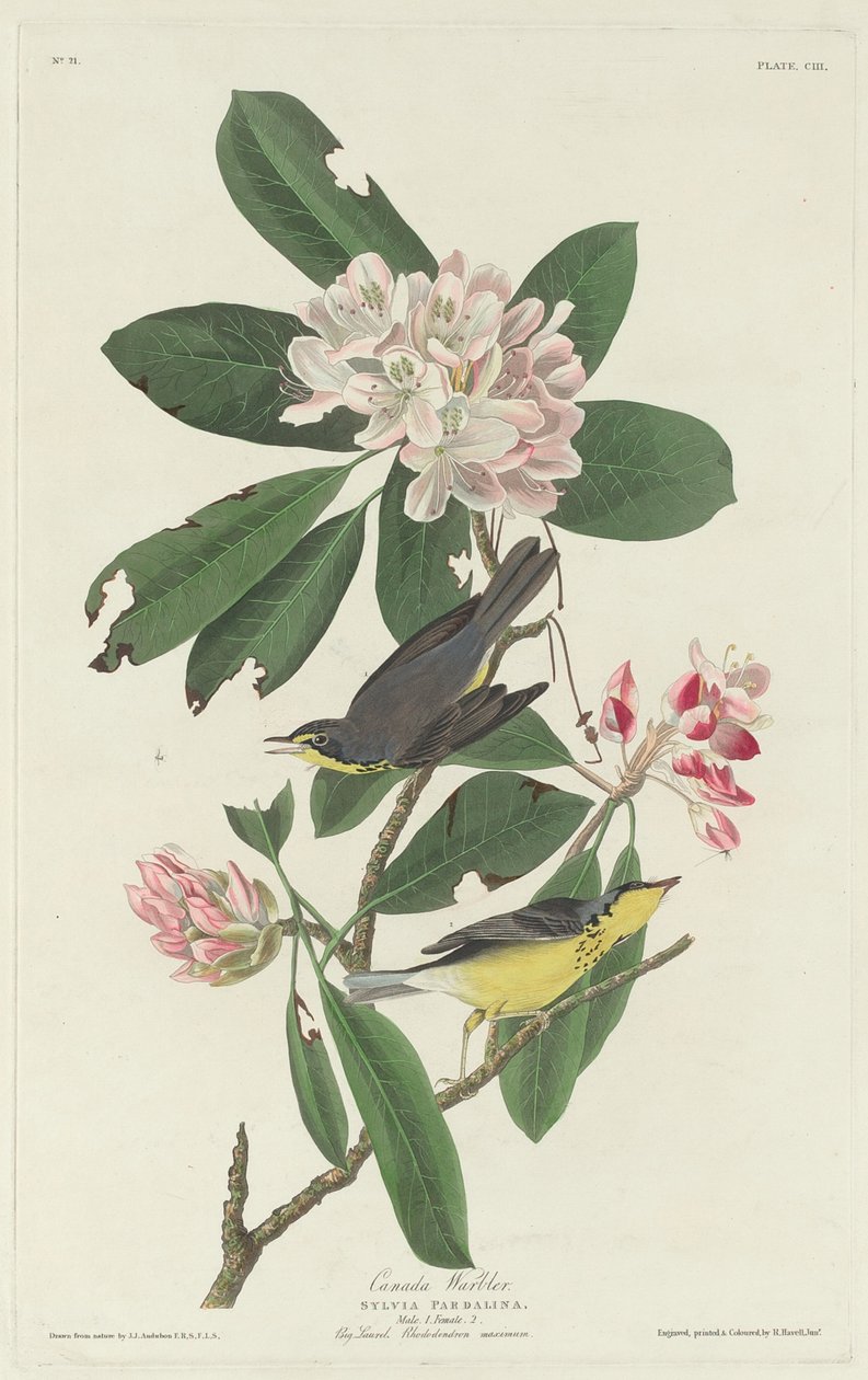 Canadasanger, 1831. af Robert Havell