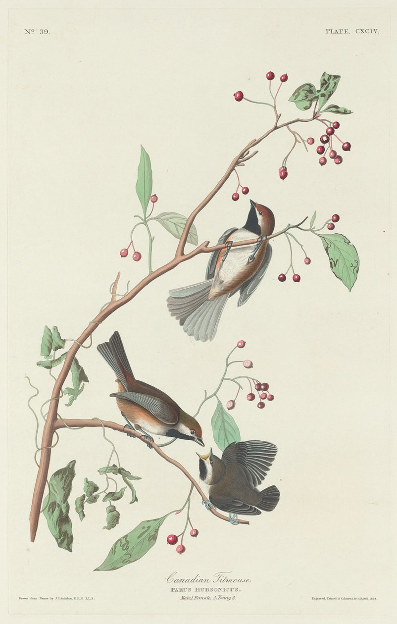 Canadisk mejse, 1834. af Robert Havell