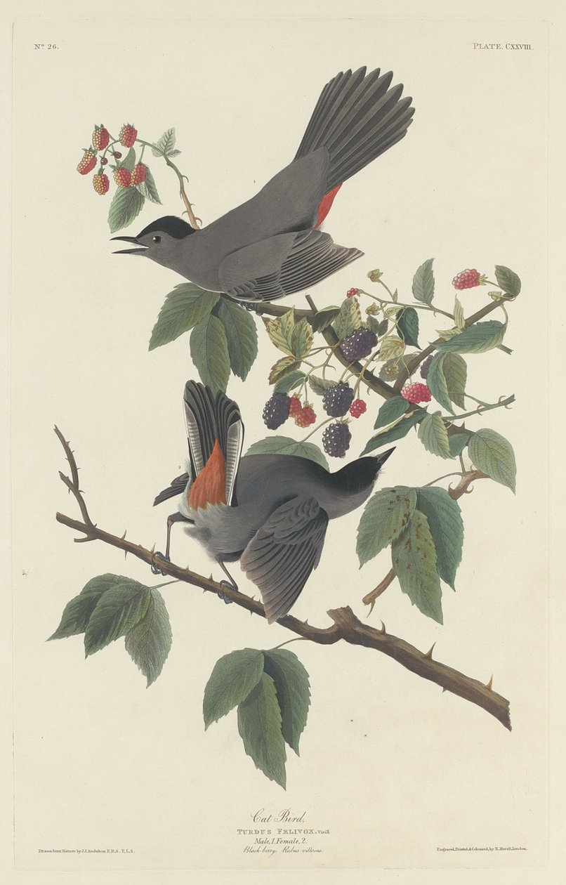 Kattefugl, 1832. af Robert Havell