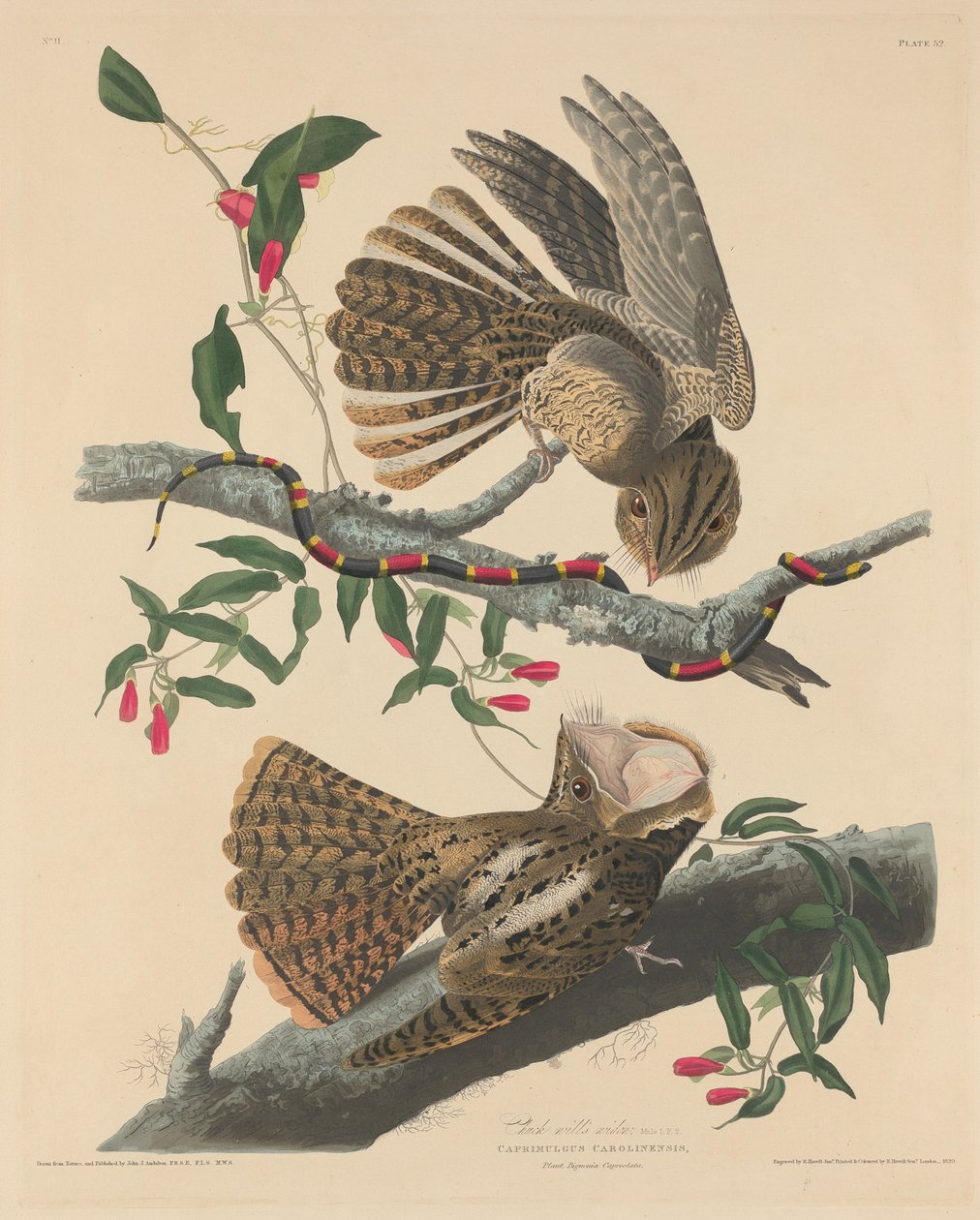 Chuck Wills enke, 1829. af Robert Havell