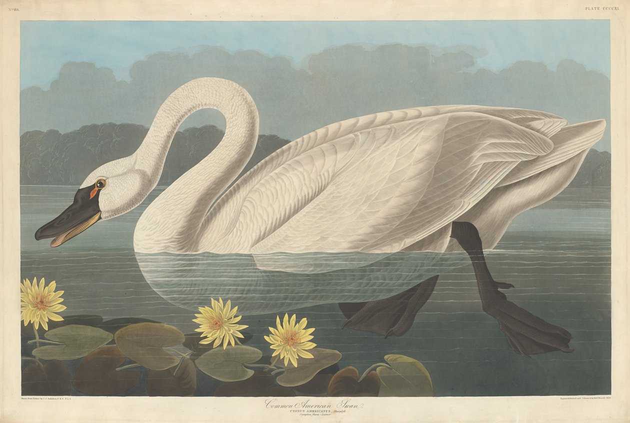 Almindelig amerikansk svane, 1838. af Robert Havell
