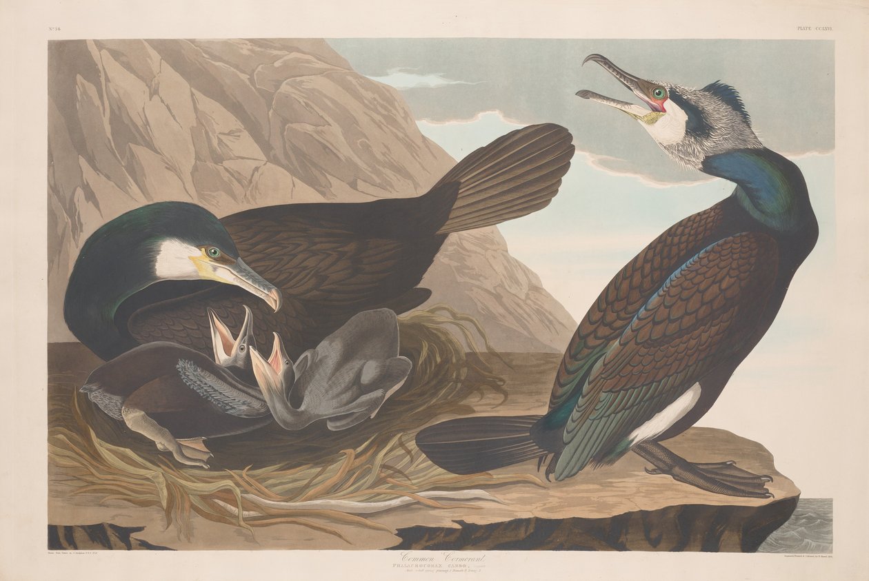 Almindelig skarv, 1835. af Robert Havell