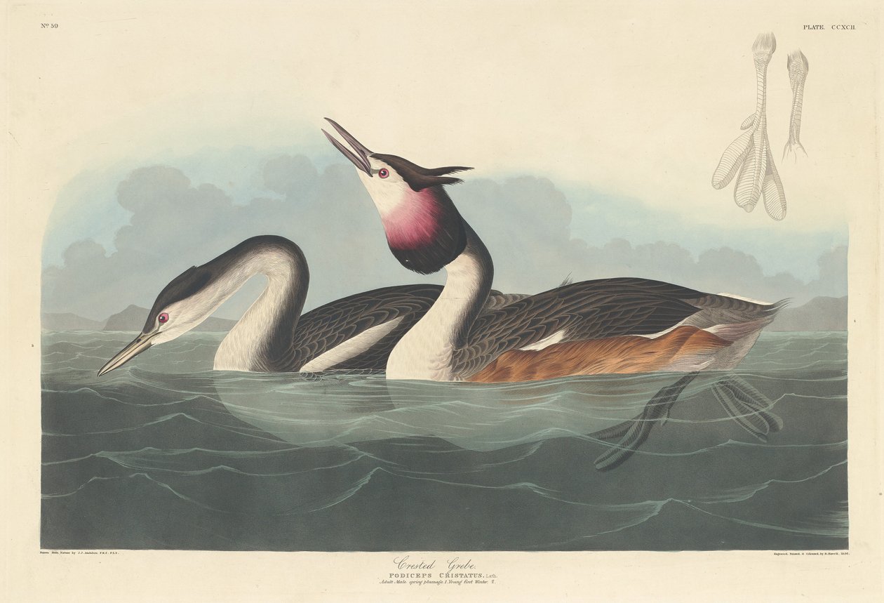 Toppen lappedykker, 1836. af Robert Havell