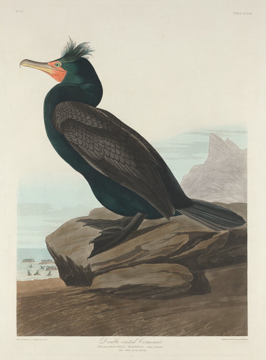 Dobbeltkammet skarv, 1835. af Robert Havell