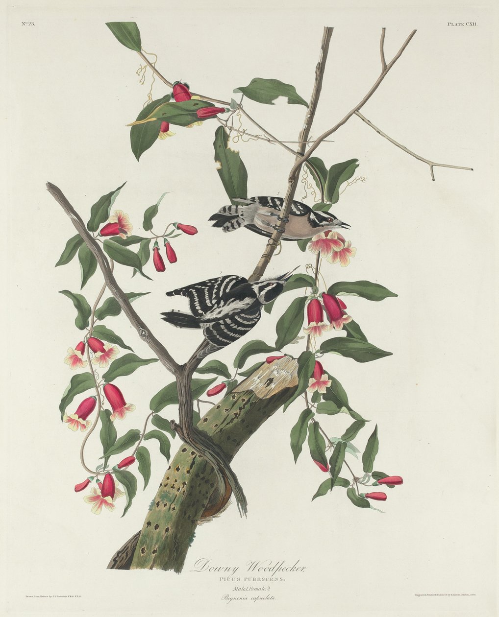 Dunet spætte, 1831. af Robert Havell